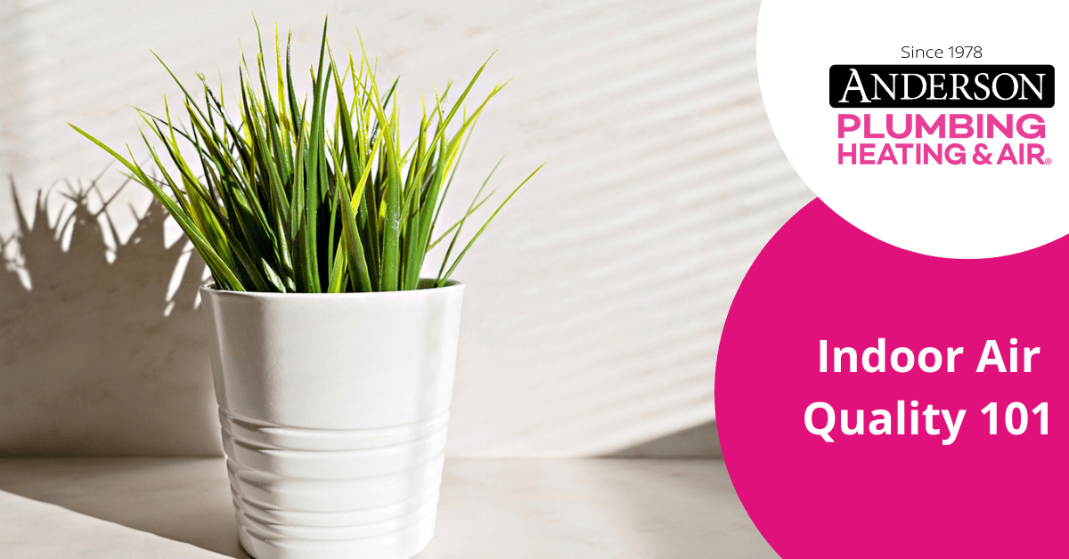 Indoor plant in white pot
