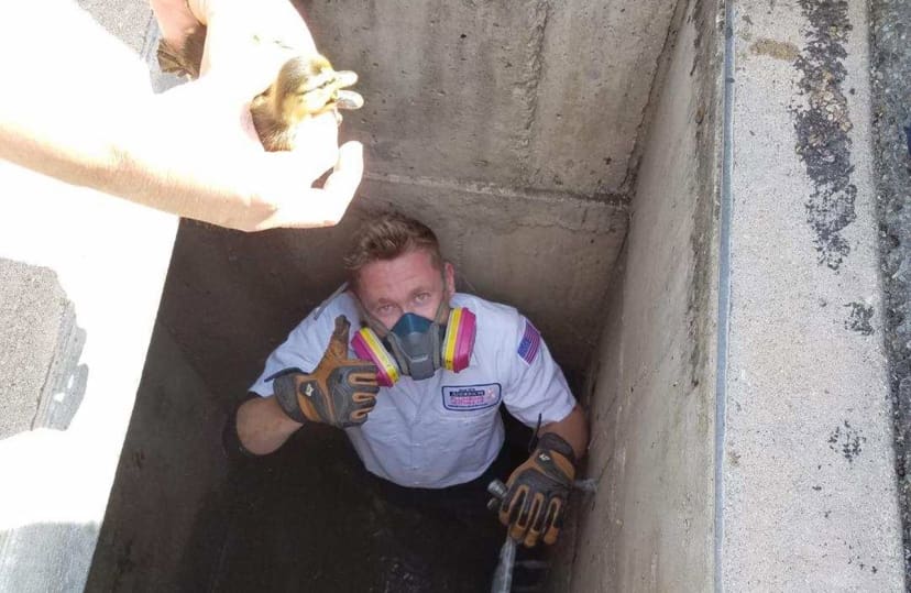 Anderson Plumbing, Heating & Air plumber saving ducklings from a sewer drain
